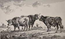 Gravure XIXème Vaches et