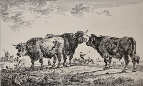 Gravure xixème vaches - gravure, et