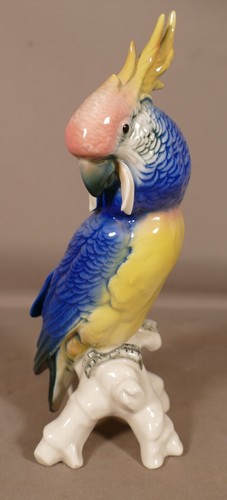 Karl ens perroquet en - karl,