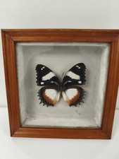 Taxidermie vintage papillon
