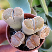 lithops kikushogiyoku cactus kakteen mesemb conophytum  succulenten caudex 2