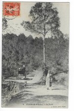 ALGERIE  HAMMAM RHIRA  LA FORET