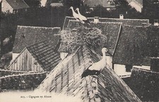 CIGOGNES EN ALSACE 88070