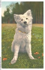 ASHP10-0647-CHIEN - SAMOYEDE - UN PETIT CHIEN BLANC