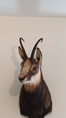 Taxidermie taxidermy - taxidermie,