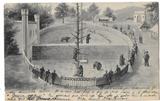 CPA carte postale ancienne Bern la fosse aux ours 1903 Suisse