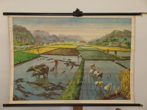 Culture riz indochine - culture, en