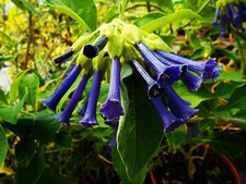 IOCHROMA GRANDIFLORA