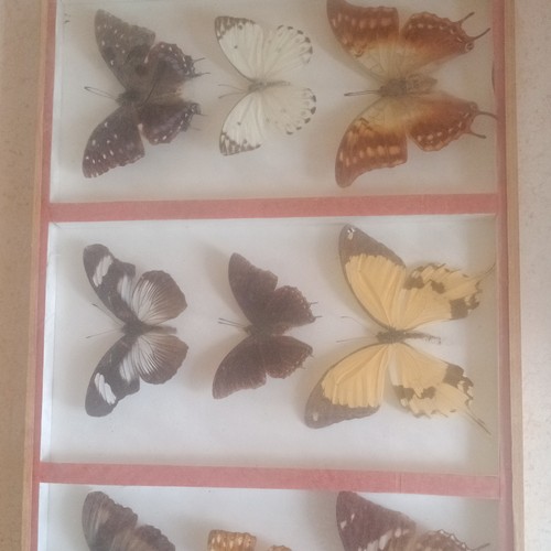 Collection papillons