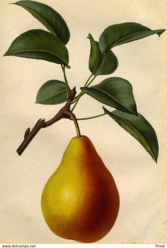 Revue horticole poire - revue, des