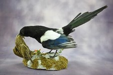 Premium Taxidermie de pie avec une grenouille trophée taxidermy quail