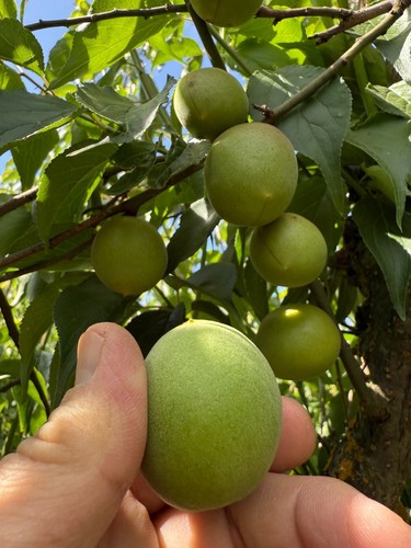 Seeds ume maesil prunus - 10,