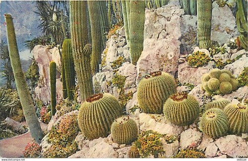 Carte postale fleurs - carte,