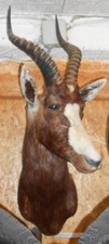  TROPHÉE  TAXIDERMIE