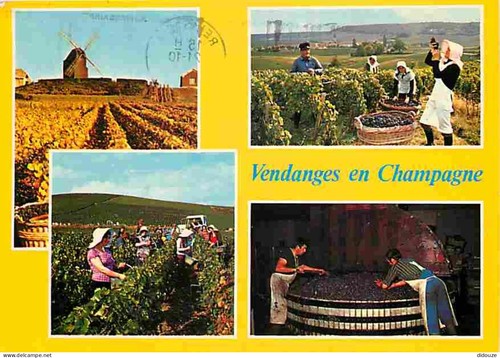 Carte postale vignes - -,