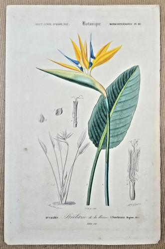 Gravure botanique sur - botanique, cuivre