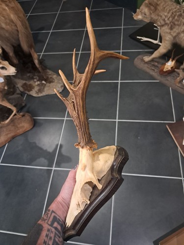 Trophée chevreuil sur - trophée,