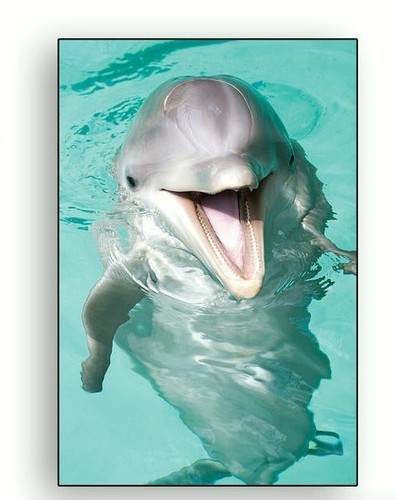 Puzzle enfant animal - enfant, dauphin