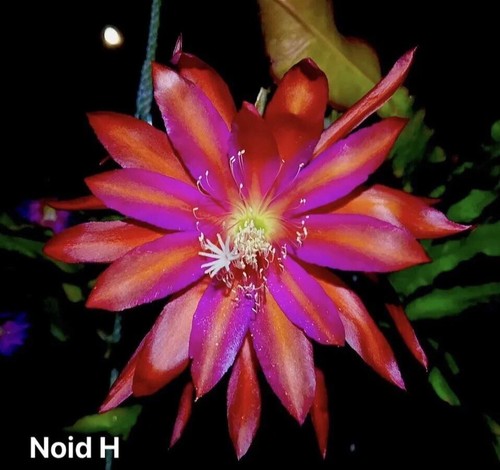 Epiphyllum noid cactus - epiphyllum,