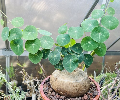 Stephania erecta caudex - caudex, en