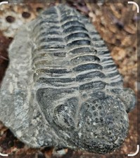 trilobites fossiles