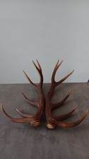 Paire de bois de cerfs de 12 cors origine Pyrénées