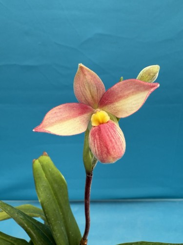 Phragmipedium hanne popow - hanne,