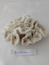 1#Corail dur Acanthastrea –