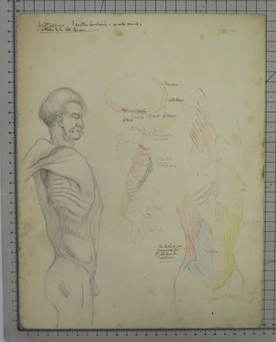 Dessin anatomique ancienne - dessin,