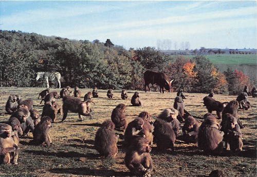 Safari parc de - 07-safari-parc,