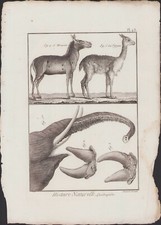 ✒ 1790 BUFFON Bonnaterre QUADRUPEDES hémione vigogne défenses d'éléphant