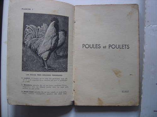 Poules poulets rustica - poules, et