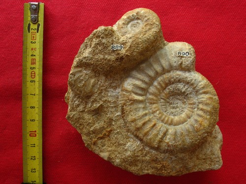 Ammonite callovien - ammonite,