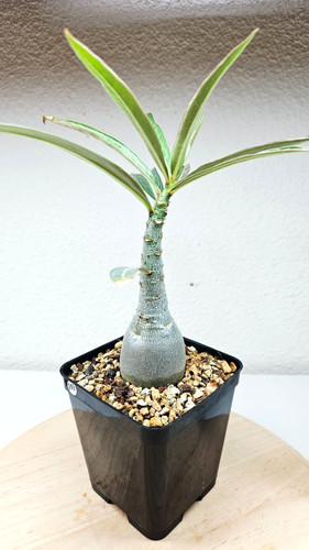 Adenium somalense tanzania - adenium, "tanzania"