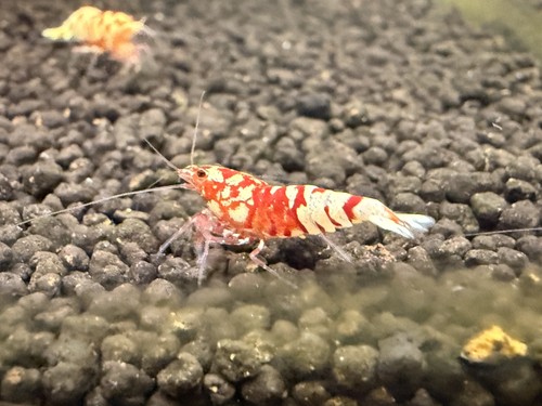 Crevettes red fancy tiger - fancy,