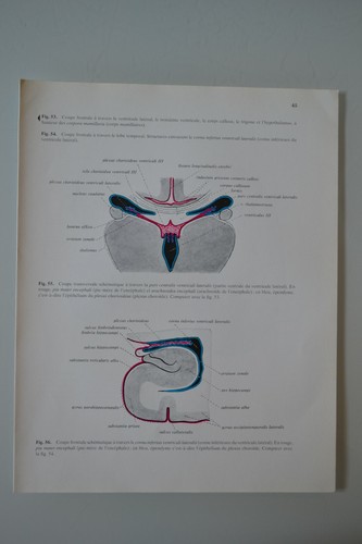 Planche anatomie humaine - planche,