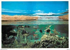 Animaux - Poissons - Aquarium de la Rochelle - 16 - Le Lagon - 35000 litres - Po