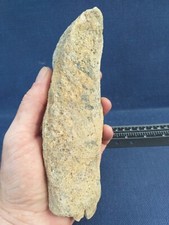 Ostrea Crassissima, Huitre Fossile,fossile France