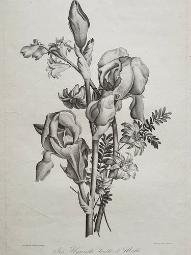 Iris hyacinthe mirthe gravure - hyacinthe,