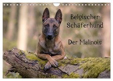 Berger belge - Le Malinois (Calendrier mural 2026 DIN A4 horizontal), CALVENDO c