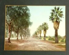 Antique PHOTO MAGNOLIA AVENUE Palm Tree Riverside CA Detroit Photographic Co art