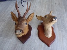 paire de Tête De cheuvreuil  biche ancienne sur socle en bois Taxidermie