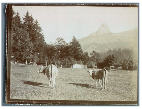 Suisse les avants vaches - suisse,,