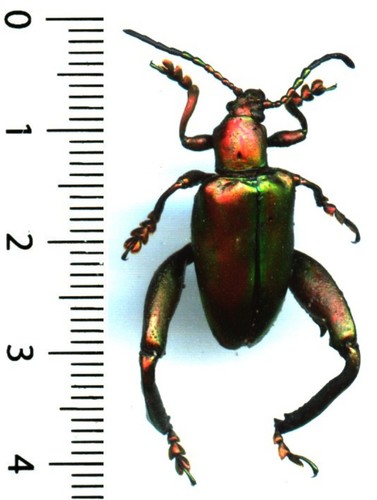 Chrysomelidae sagra - -,
