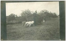 ATTELAGES.n°20944.CHARETTE DE FOIN.FENAISON.CP PHOTO