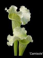 Sarracenia 'Camisole' Hybrid