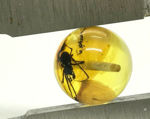 Ambre avec insecte - ambre,