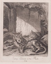 Lions Löwe Animaux Cuivre Gravure Augsburg J. E. Ridinger 1738