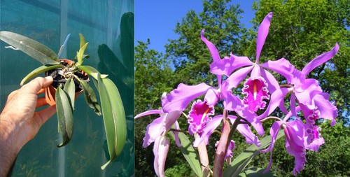 Cattleya maxima orchidée - maxima,,