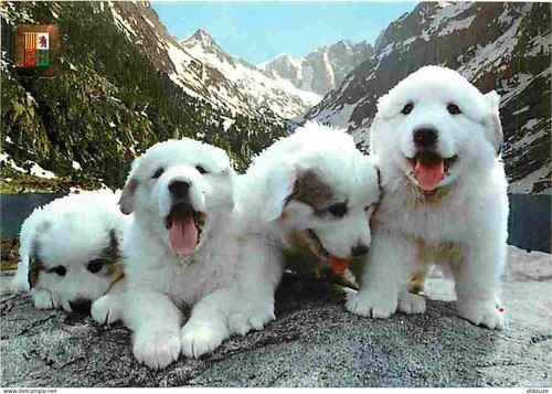 Carte postale animaux - carte,